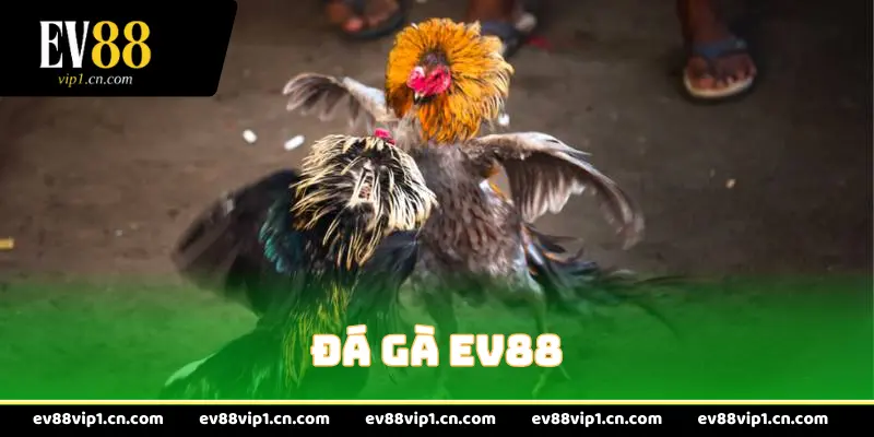 Đá gà EV88